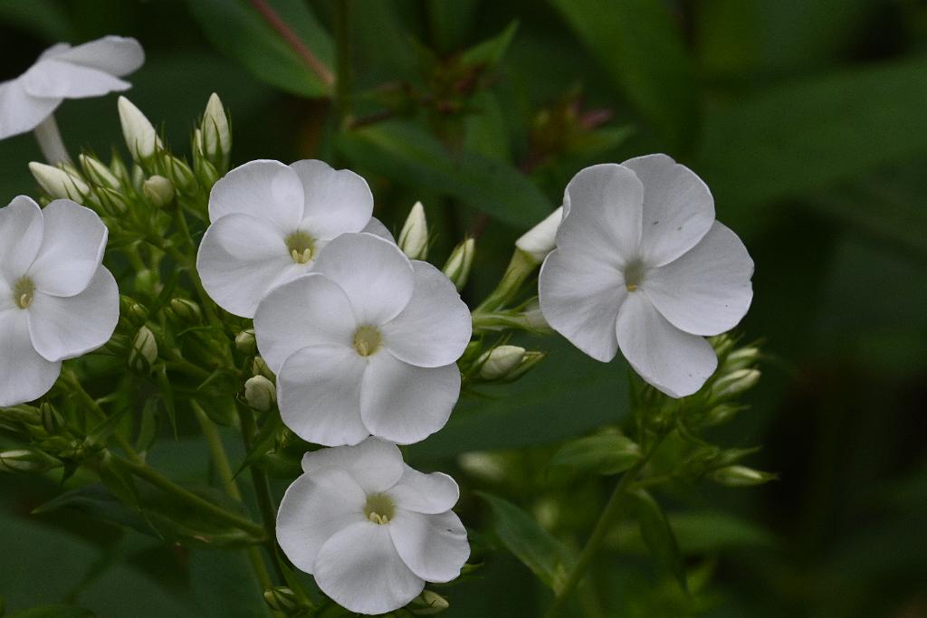 2025-07059394 River Bend Farm, MA.JPG - Garden Phlox. River Bend Farm, MA, 7-5-2025